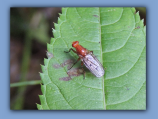 Fly - Dryomyza anilis. Seen in Hetton Park, 1st August 2021 2.jpg